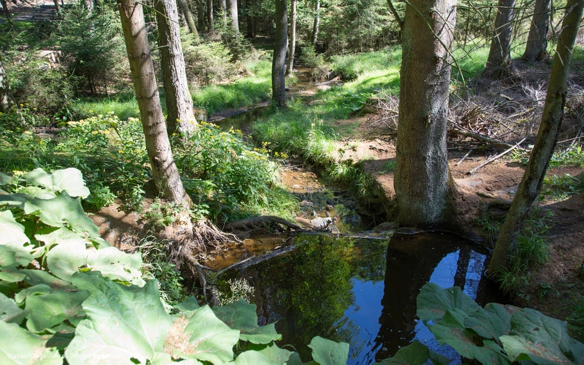 Möhneauen