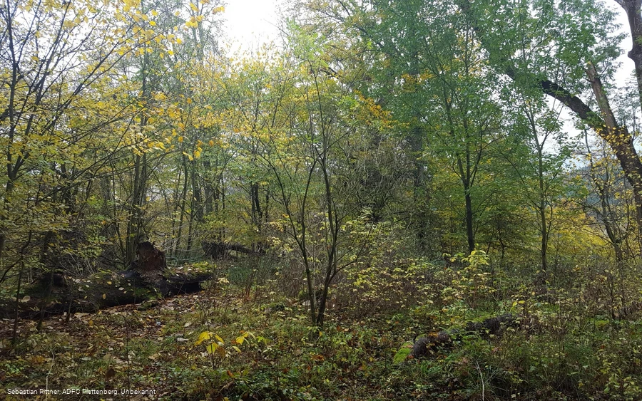 Abzweig Graf-Engelbert-Stuhl