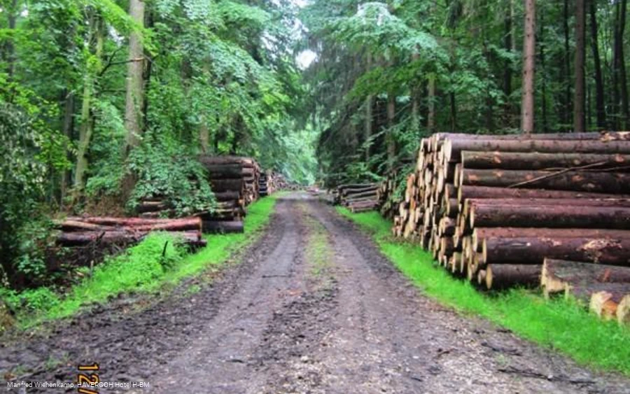 Wirtschaftswald im Silberort 