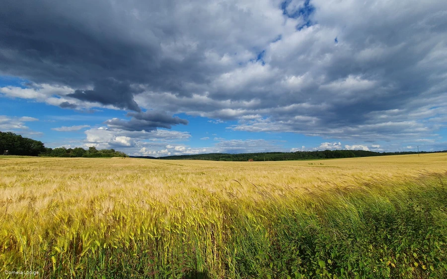 Felder Platte Heide
