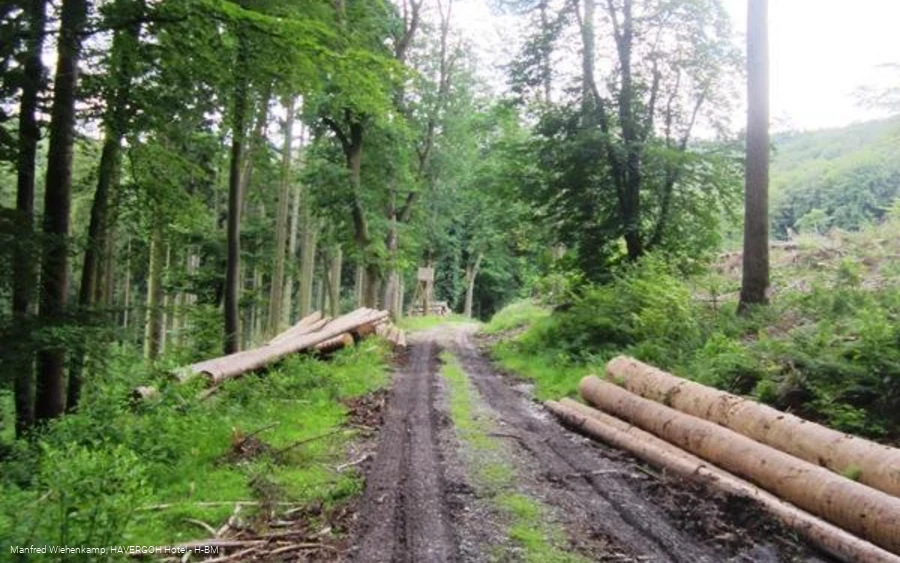 Abfahrt im Wirtschaftswald zwischen den Bergketten des Teutoburger Waldes