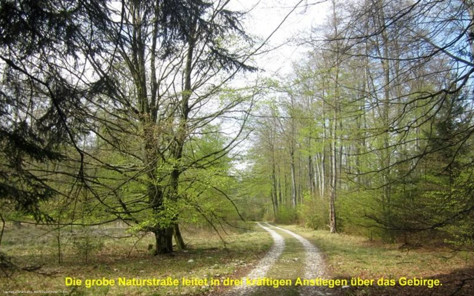 Passweg durch den Buchenhochwald